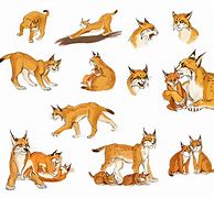 Image result for Lynxes Animal