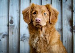 Image result for Pink Tooth Dog