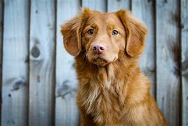 Image result for Pink Tooth Dog