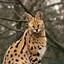 Image result for Serval Cats as Pets