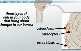 Image result for Osteoblasts in Bone