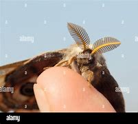 Image result for Moth with Feathery Antennae