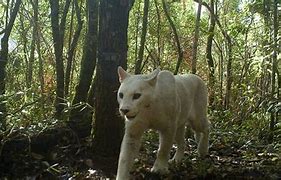 Image result for White Pumas Men