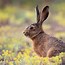 Image result for Keather Hare