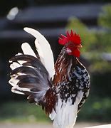 Image result for Malaysia Serama Chicken