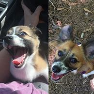 Image result for Smiling Doggo