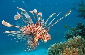 Image result for Red Lionfish