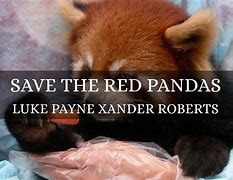 Image result for Red Panda Hug