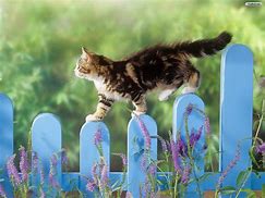 Image result for Cute Spring Cats