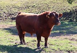 Image result for Red Angus Cattle