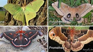 Image result for Silk Moth