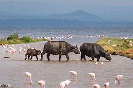 Image result for Lake Nakuru Park