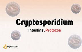 Image result for Intestinal Protozoa