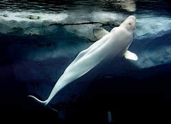 Image result for Beluga Whale Meat