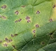 Image result for Bacterial Leaf Spot