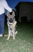 Image result for AKC German Shepherd