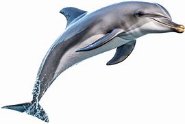 Image result for Dolphine Smile PNG