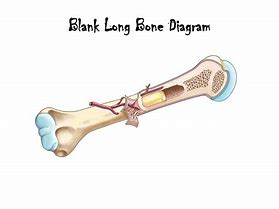 Image result for Long Skinny Bone Identifacation