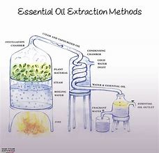 Image result for Things to Make with Essential Oils