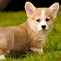 Image result for Corgi Mini Backpack