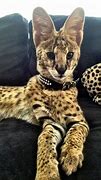 Image result for Domesticated Serval