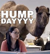 Image result for That Dam Camel Hump Day