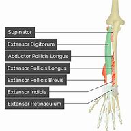 Image result for Extensor Digitorum Communis