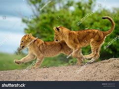 Image result for Leopard Cubs Playing