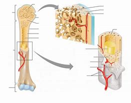 Image result for Layers of Bone Cells Simple