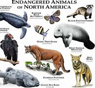 Image result for What Is Endangered Species