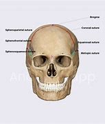 Image result for Bregma Skull Sutures