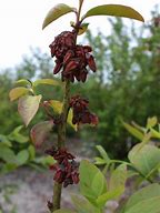 Image result for Blueberry Bush Diseases