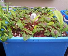 Image result for Bayam Plant