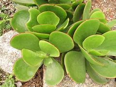 Image result for Dicot Cotyledon