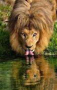 Image result for Lion Drinking Water Meme