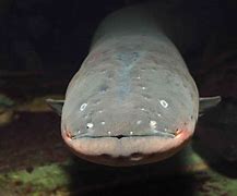 Image result for Electric Eel