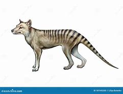 Image result for Marsupial Wolf