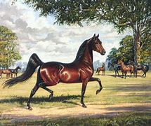 Image result for Morgan Paint Horse