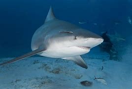 Image result for Bull Shark Photo