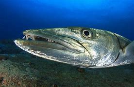 Image result for Barracuda Eating