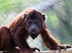 Image result for Rainforest Howler Monkeys