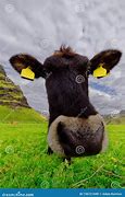 Image result for Icelandic Cow