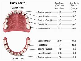 Image result for Adult Mouth Diagram