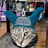 Image result for Cat with Ski Mask