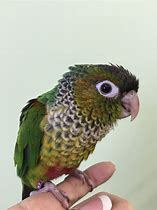 Image result for Black Cap Conure