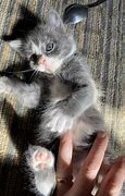 Image result for Grey Californa Swirl Kittens