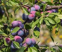 Image result for Candy Rosa Plum