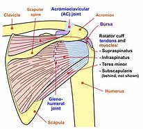 Image result for Shoulder Muscle Groups