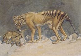 Image result for Thylacine Tiger