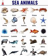 Image result for Sea Vocabulary